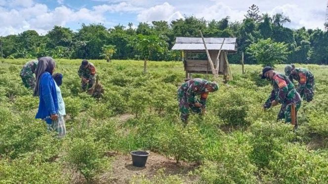 Babinsa Koramil 1701-23/Skanto melaksanakan pendampingan kepada Petani Cabai di kebun milik ibu Kasiyem (42 th) di Kampung Jaifuri, Distrik Skanto, Kabupaten Keerom di wilayah Kab. Keerom Papua, Jumat (18/2/2022). FOTO : PENDAM XVII/CENDERAWASIH