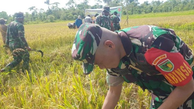 Babinsa Koramil Kuala Kencana Bantu Petani Memanen Padi di Kampung Mulia Kencana, Distrik Iwaka Kab. Mimika, Jumat (18/02). FOTO : PENDAM XVII/CENDERAWASIH