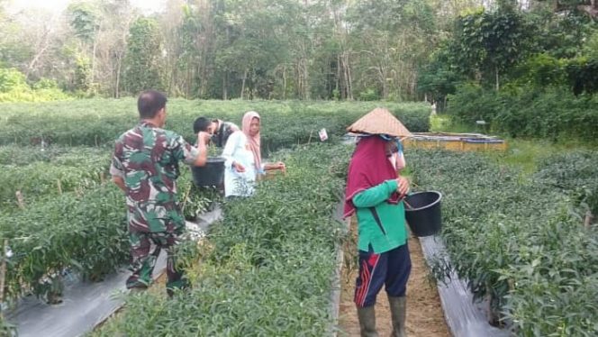 Bati Wanwil Staf Teritorial Kodim 0416/Bute Pelda Irmanjansyah bantu petani panen cabe merah yang ada di Desa Mangun Jayo, Kec. Muko Muko Bathin VII, Kab. Bungo. 9SRIWIJAYADAILY/PENDIM BUTE)