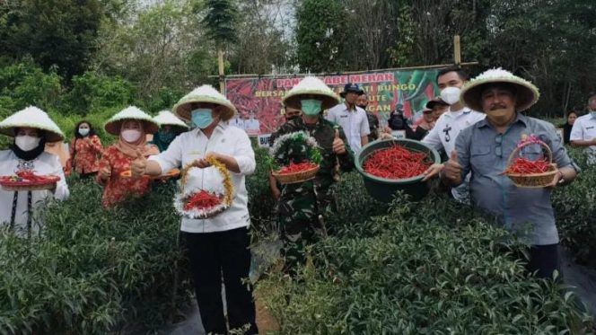 Dandim 0416/Bute Letkol Inf Arianto Maskare Subagio, S. Sos., M.Si, bersama Bupati Bungo H.Mashuri.SP.ME, panen raya Cabai Merah di  perkebunan Cabe Mangunjayo Mandiri, Kecamatan Muko-Muko Bathin VII, Kabupaten Bungo (FOTO/PENDIM BUTE)