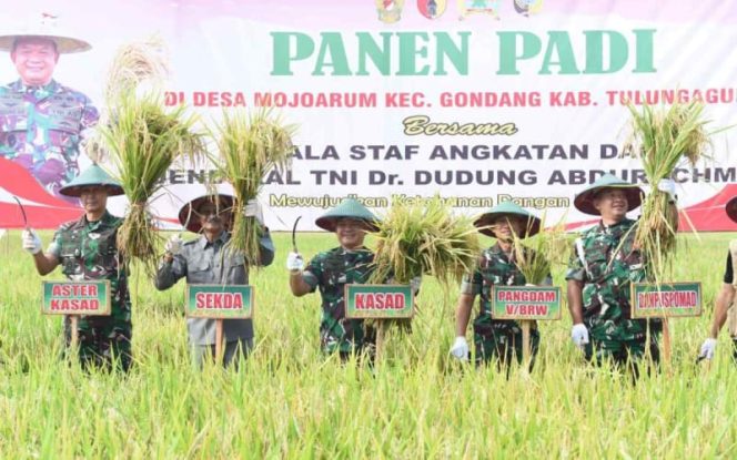 Kasad) Jenderal TNI Dr. Dudung Abdurachman menghadiri dan melaksanakan panen raya padi hasil kerja sama TNI AD dengan Pemda dan para petani Tulungagung di Desa Mojoarum Kecamatan Gondang Kabupaten Tulungagung, Jawa Timur. Jumat, (7/10/2022)./ Foto : Dispenad