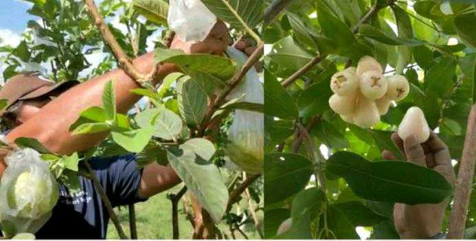 Berkebun Buah, Peluang Bisnis yang Menguntungkan/ FOTO ; IST