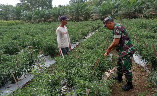 Tingkatkan Swasembada Pangan Di Wilayah, Babinsa Dampingi Petani Dalam Budidaya Tanaman Cabai/ FOTO : DIMJBI