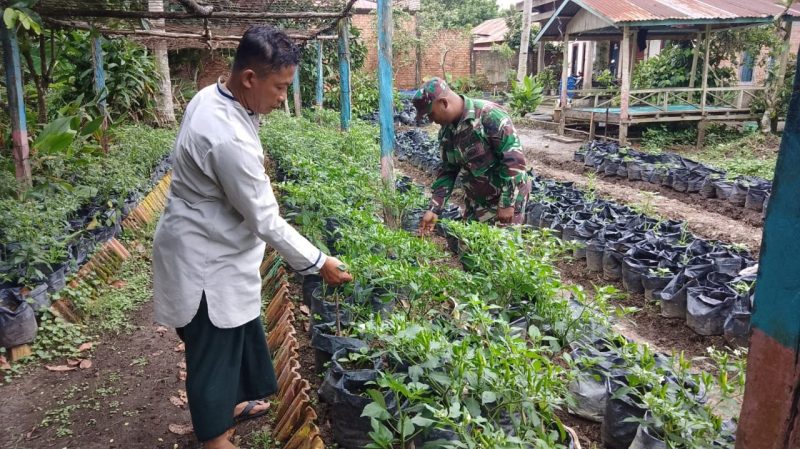 Babinsa Pantau Pertumbuhan Tanaman Cabai Milik Warga Binaan/ FOTO : DIMJBI