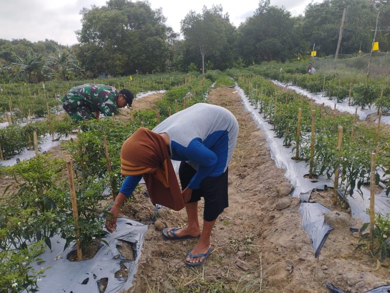 Dukung Program Ketahanan Pangan, Babinsa Dorong Warga Manfaatkan Lahan Tidur/ FOTO : Istimewa