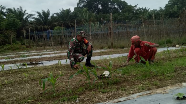 Babinsa Bantu Petani Melakukan Perawatan Tanaman Jagung dan Sayuran/FOTO : Dok. Dimjbi