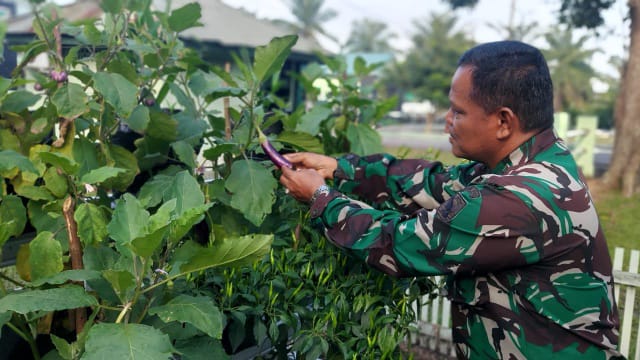 Peduli Ketahanan Pangan, Danramil Danau Teluk Rawat Tanaman Terong (FOTO/MCDIM0415)