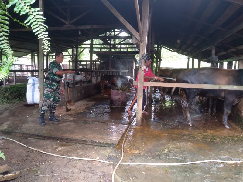 Sambangi Peternak Sapi, Babinsa Ingatkan Agar Kandang Tetap Bersih/ Ist