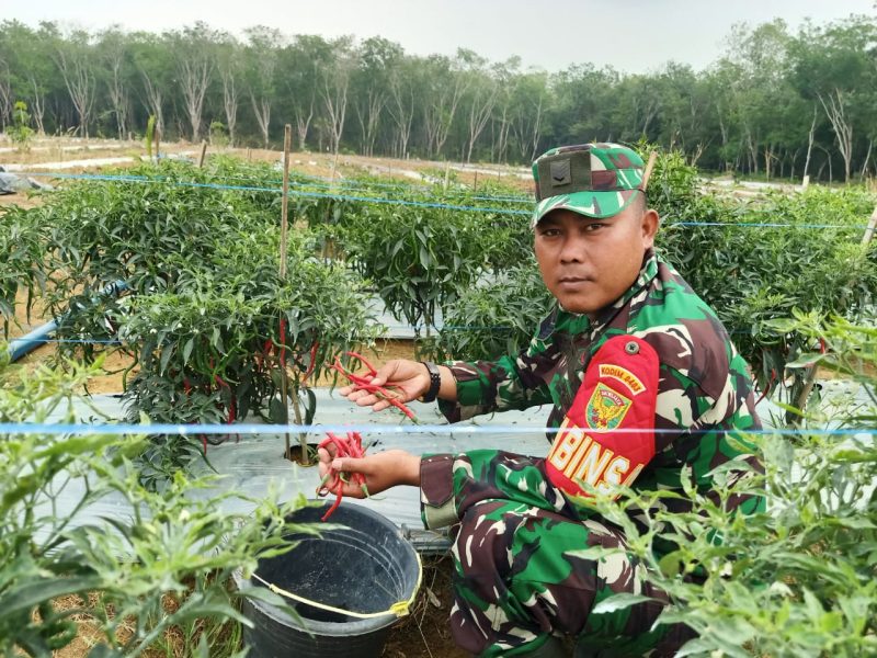 Jalin Kebersamaan Dengan Warga Binaan, Babinsa Bantu Petani Panen Cabai/swjdaily