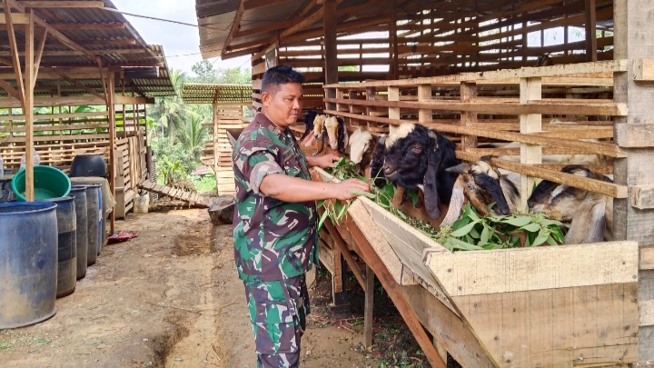 Jelang Hari Raya Qurban, Babinsa Kunjungi Kandang Peternakan Kambing Milik Warga/pjn