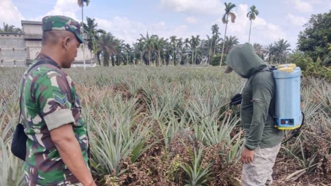 Wujudkan Ketahanan Pangan, Babinsa Berikan Pendampingan kepada Petani Nanas di Muaro Jambi