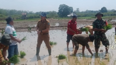 Babinsa Koramil 03/Muara Tembesi Bersama BPP dan PPL Bantu Penanaman Padi di Kecamatan Batin XXIV