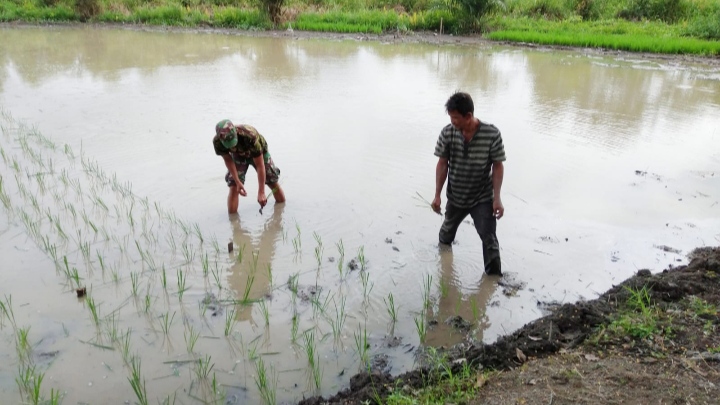 Tingkatkan Ketahanan Pangan, Babinsa Bantu Petani Tanam Padi