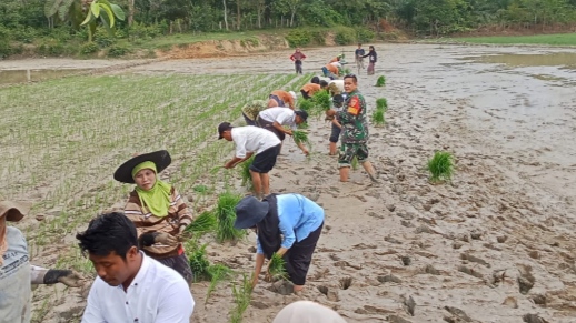 Babinsa Koramil Mersam Bantu Petani Tanam Padi untuk Dukung Ketahanan Pangan
