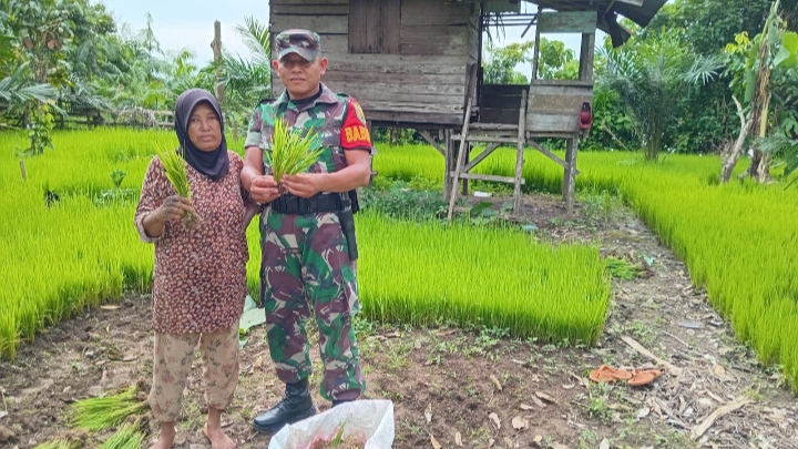 Tingkatkan Ketahanan Pangan, Babinsa Serda Setiyoko Motivasi Petani di Desa Pulo Kayu Aro