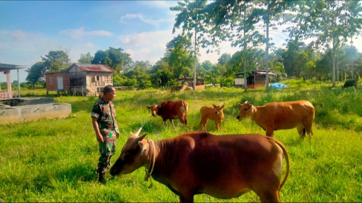 Babinsa Tanjung Raden Dorong Warga Manfaatkan Peluang Usaha Ternak Sapi/Pendim Jambi
